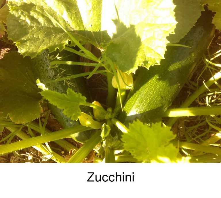 selectyourlandscaping-zucchini-with-caption